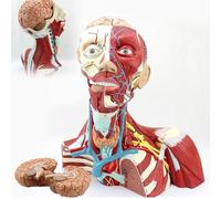 Generico Modello anatomico della testa umana, collo e cavità toracica, modello anatomico cranico della testa, collo e torace in 2 parti, modello cosmetico neurovascolare della trachea