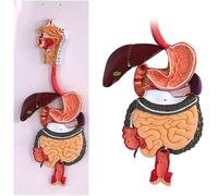 Generico Modello anatomico dell'apparato digerente umano, modello anatomico dell'apparato digerente umano a grandezza naturale in 2 parti con il tratto gastrointestinale e gli organi del colon