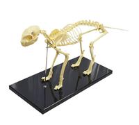 Generico Modello anatomico dello Scheletro felino Modello anatomico Animale Medico di Dimensioni Standard del Gatto per Lo Strumento di dimostrazione dell'insegnamento Veterinario