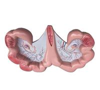 Generico Modello anatomico dell'utero di Maiale - Modello di Utero e ovaie - Replica dell'anatomia del Corpo Animale del Sistema riproduttivo per i Medici Strumento educativo insegnamento