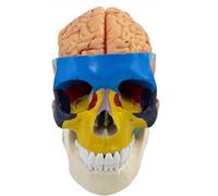 Generico Modello anatomico di cranio umano con cervello, cervello smontabile in 8 parti e cranio in 3 parti, suddiviso in sezioni con codice colore per l'insegnamento e l'esposizione