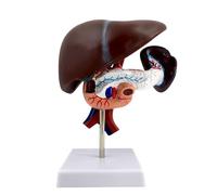 Generico Modello anatomico di fegato umano - Pancreas duodeno milza (3 parti), modello dell'apparato digerente umano, staccabile, adatto per lo studio, l'esposizione