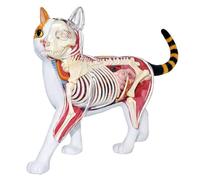 Generico Modello anatomico di Gatto Calico 4D con 28 organi Rimovibili