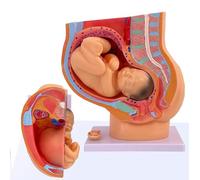 Generico Modello anatomico di gravidanza femminile Nove mesi Modello di feto del bambino a grandezza naturale con organi rimovibili 4 parti, modello anatomico del bacino della donna incinta