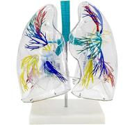 Generico Modello anatomico di polmone Trasparente con Struttura dell'albero bronchiale e Base di appoggio Modello di Anatomia del Sistema respiratorio per la dimostrazione didattica