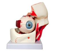 Generico Modello anatomico orbitale dell'occhio umano ingrandito 3X, 12 parti rimovibili dell'occhio che mostrano nervo ottico, cornea, iride, cristallino e corpo vitreo per l'insegnamento