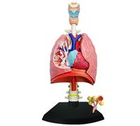 Generico Modello anatomico polmonare 4D, Modello 1:3 di Cuore e polmoni Umani 21 Parti Rimovibili, Simulazione realistica per Il Modello scientifico e l'educazione Biologica