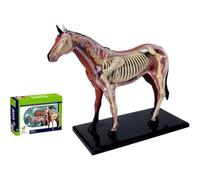 Generico Modello animale Modello di anatomia del cavallo 4D organi visivi staccabili per la clinica dell'animale domestico Formazione veterinaria Scuola di insegnamento