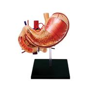 Generico Modello assemblato di Anatomia dello Stomaco, Modello anatomico di Organo Umano in 4D, Modello di Stomaco a Puzzle educativo in 12 Parti, Strumenti di insegnamento e apprendimento