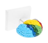 Generico modello cerebrale modello di anatomia del cervello Modello di neurologico anatomia umana per strumenti di studio di anatomia e fisiologia statua cerebrale pvc