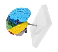 Generico modello cerebrale modello didattico di anatomia umana modello di anatomia della testa umana modello di visualizzazione del cervello umano modello anatomico medico Brain modello pvc