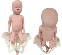 Generico Modello del Bacino di dimostrazione del Parto, Modello del Bacino Femminile a grandezza Naturale del Bambino con Il Modello dei Muscoli del Pavimento pelvico per l'educazione,Female