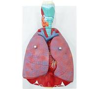 Generico Modello del sistema respiratorio umano, modello anatomico dei polmoni del cuore della laringe umana a grandezza naturale 7 parti con la scheda del manuale del prodotto per lo studio medico