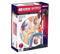 Generico Modello del Sistema riproduttivo Maschile 4D, Modello anatomico del Corpo Umano, 1: 2 Scienza del Sistema riproduttivo Maschile Giocattolo assemblato 25 Rimovibile insegnamento