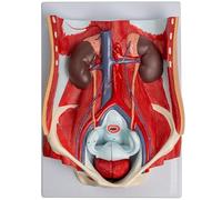 Generico Modello del sistema urinario umano, modello di prostata staccabile a grandezza naturale 1:1, si compone di 6 parti, che mostrano i reni, gli ureteri, la vescica e l'utero, della vescica