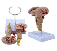 Generico Modello del tronco encefalico umano con ingrandimento 3X, modello di anatomia del cervello umano, midollo allungato, ponte e mesencefalo tre parti per l'insegnamento della visualizzazione