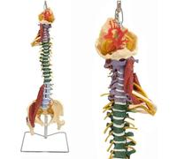 Generico Modello della colonna vertebrale con spina colorata flessibile di 33,5" - Modello anatomico per la malattia del disco intervertebrale, con tendini neuromuscolari, colonna lombare