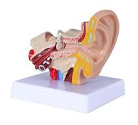 Generico Modello dell'orecchio umano ingrandito 1,5 volte - Anatomia 3D Modello dell'orecchio interno Mostra il modello dell'orecchio interno medio esterno per l'aula medica Ufficio medici Desktop
