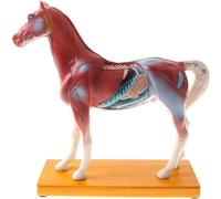 Generico Modello di agopuntura del cavallo,Modello di agopuntura dei punti animali,Modello anatomico del cavallo a 114 punti di agopuntura, strumento didattico della scuola Forniture