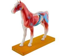 Generico Modello di Agopuntura per Cavalli, Modello Anatomico Animale 4D (Metà Destra), 114 Punti di Agopuntura Comuni (Metà Sinistra), con Base Espositiva per Moxibustione e Formazione