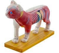 Generico Modello di agopuntura per gatti, 36 punti di agopuntura comunemente con metà sinistra, modello anatomico animale 4D con metà destra, per l'insegnamento veterinario
