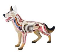 Generico Modello di Anatomia 4D del Cane con biologia Staccabile, 29 Parti per la dimostrazione didattica degli Animali e la Formazione veterinaria