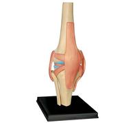 Generico Modello di Anatomia 4D Modello di articolazione del Ginocchio Modello di Corpo Umano Modello educativo Modello di Anatomia dello Scheletro Umano per l'aiuto educativo Medico