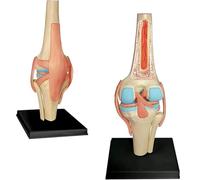 Generico Modello di Anatomia 4D Modello di articolazione del Ginocchio Modello di Corpo Umano Modello educativo Modello di Anatomia dello Scheletro Umano per l'aiuto educativo Medico di Formazione