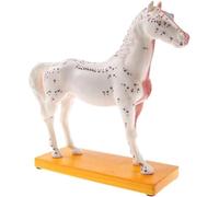 Generico Modello di anatomia animale Modello di agopunto del cavallo Modello di anatomia 4D Modello di biologia del cavallo Modello di insegnamento veterinario sugli animali