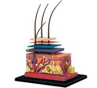 Generico Modello di anatomia degli organi della pelle e dei capelli umani 4D, puzzle di 19 parti in espansione che assembla i giocattoli di insegnamento della scienza medica