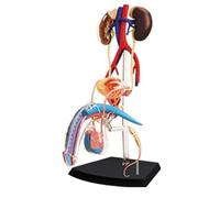 Generico Modello di Anatomia degli organi Modello di Anatomia riproduttiva Maschile 4D Modello del Corpo Umano Modello del Sistema riproduttivo Maschile per l'insegnamento in Aula di scienze