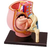 Generico Modello di Anatomia del Bacino della Gravidanza Umana 4D Mini Modello di Utero Umano con feto Rimovibile - 3 Parti - Dimensione Reale - Strumenti di educazione al Parto