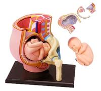 Generico Modello di anatomia del bacino di gravidanza umano 4D Mini modello di utero umano con feto rimovibile, 27 parti, strumenti di educazione al parto