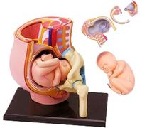 Generico Modello di Anatomia del Bacino di Gravidanza Umano 4D Mini Modello di Utero Umano con feto Rimovibile, 3 Parti, Dimensioni Reali, Strumenti di educazione al Parto