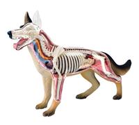 Generico Modello di anatomia del cane 4D con biologia staccabile, 29 parti per la dimostrazione dell'insegnamento degli animali e l'aiuto all'insegnamento dell'educazione