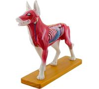 Generico Modello di anatomia del cane 4D, modello del punto di pressione canino, modello di agopuntura del cane, cane da addestramento veterinario della clinica per animali domestici