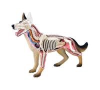 Generico Modello di Anatomia del Cane 4D, Scheletro Canino del Cane, Campione dello Scheletro Animale, biologia Staccabile, 29 Parti per la dimostrazione di insegnamento Animale