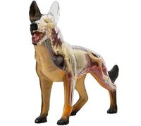 Generico Modello di Anatomia del Cane con Visione 4D, Modello di assemblaggio dello Scheletro del Cane Lupo, 29 Pezzi di organi Staccabili Parti del Corpo per l'insegnamento