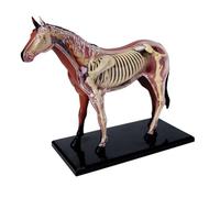 Generico Modello di anatomia del cavallo 4D, esemplare di scheletro animale, biologia staccabile, 26 parti per l'insegnamento della scuola formazione veterinaria della clinica dell'animale domestico
