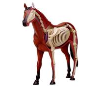 Generico Modello di anatomia del cavallo 4D - Specimen di scheletro animale, biologia staccabile, 26 parti per la dimostrazione didattica veterinaria della clinica dell'animale domestico