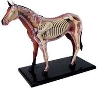 Generico Modello di Anatomia del Cavallo 4D - Specimen di Scheletro Animale, biologia Staccabile, 26 Parti per la Clinica dell'animale Domestico Formazione veterinaria Insegnamento Scolastico