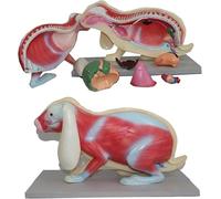 Generico Modello di anatomia del coniglio, scheletro anatomico di coniglio, organi interni rimovibili, campione anatomico realistico per biologia e istruzione