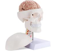 Generico Modello di Anatomia del Cranio e del Cervello Umano, Modello di Cervello Umano a grandezza Naturale con Vertebra cervicale e Base per l'insegnamento e Lo Studio dell'anatomia
