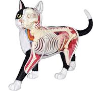Generico Modello di Anatomia del Gatto con Visione 4D, 28 Parti per dimostrazione didattica Animale Modello di Anatomia del Gatto, Strumento di Formazione veterinaria per dimostrazione