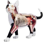 Generico Modello di Anatomia del Gatto con Visione 4D, 28 Parti per la dimostrazione dell'insegnamento agli Animali Modello di Anatomia del Gatto Strumento di Formazione veterinaria
