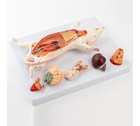 Generico Modello di Anatomia del topo, Marito Anatomico degli Animali topi, L'Anatomia degli Organi del topo Modello di Anatomia degli Organi Interni del topo Rat per Insegnamento Biologico