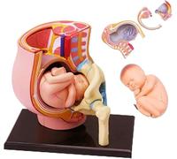 Generico Modello di Anatomia del Torso di Gravidanza 4D, Bacino Femminile Umano incinto Medico anatomico con Il Modello del feto del Bambino di 9, Strumenti di educazione al Parto