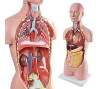 Generico Modello di Anatomia del Torso Umano a grandezza Naturale da 34,5" con Base, Modello anatomico del Corpo Umano con organi Rimovibili Cuore Testa Cranio Cervello fegato polmoni