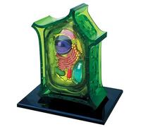 Generico Modello di anatomia della cellula vegetale 4D, modelli didattici di biologia rimovibili con 26 parti, modello degli organi della cellula vegetale per insegnamento e esposizione