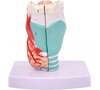 Generico Modello di anatomia della gola umana a grandezza naturale per lo studio delle malattie Modello anatomico della laringe Modello di anatomia della gola Aiuto didattico